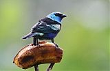 Blue-necked Tanager